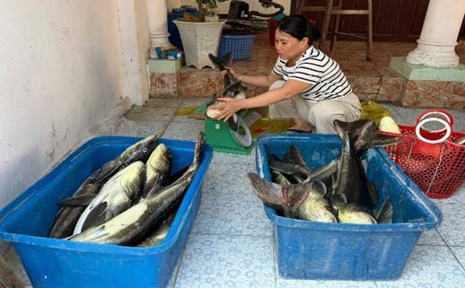 Cá mú, cá bớp giảm chất lượng sau bão, giá bán lao dốc