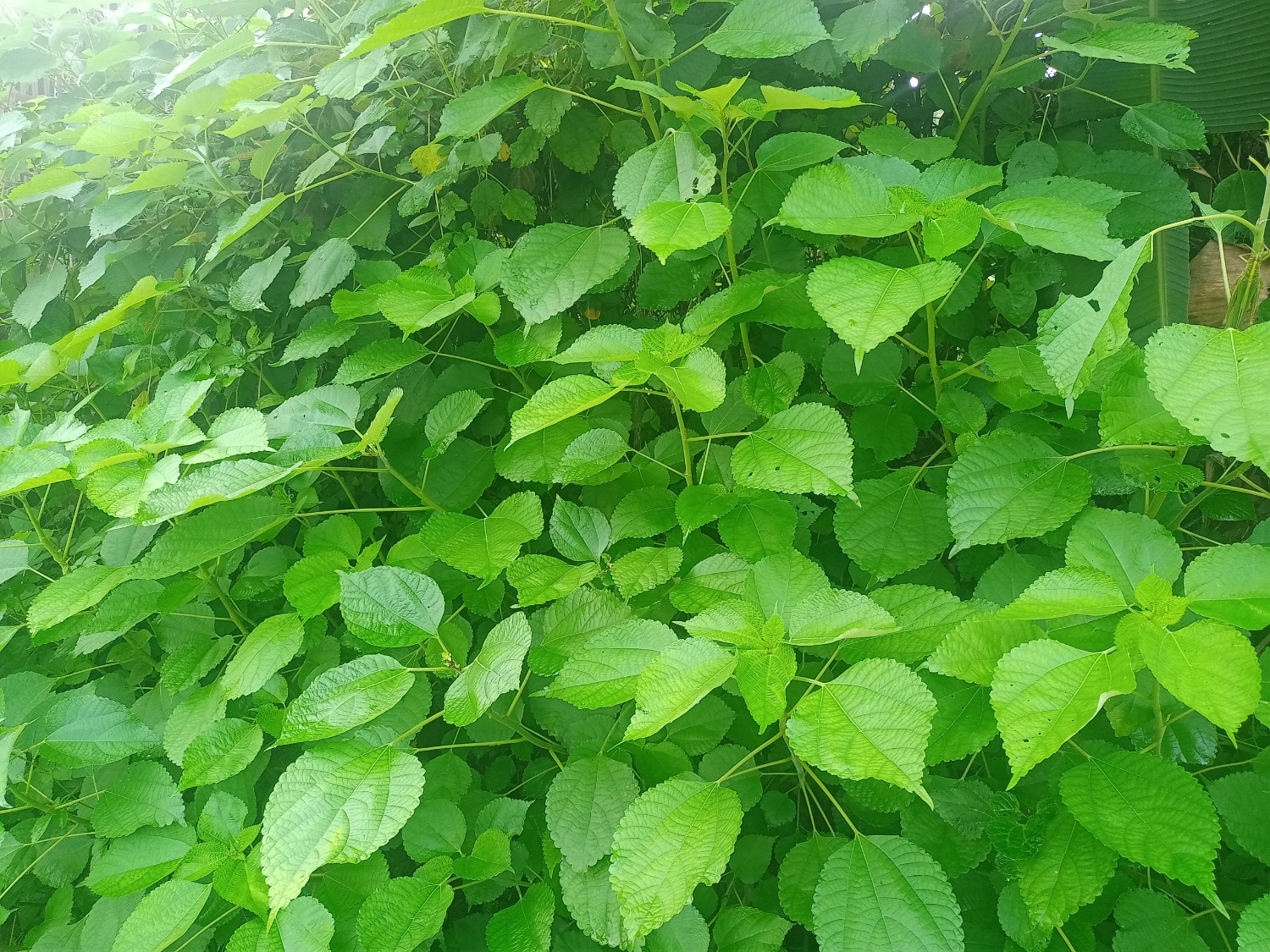 ảnh lá gai