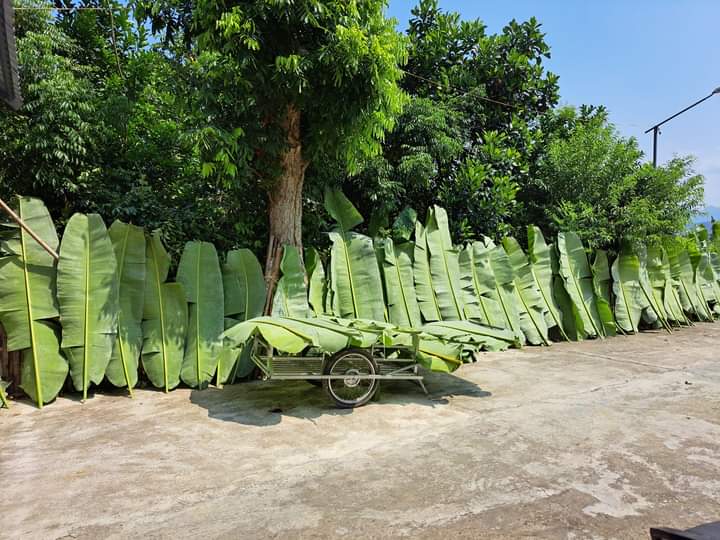 lá chuối