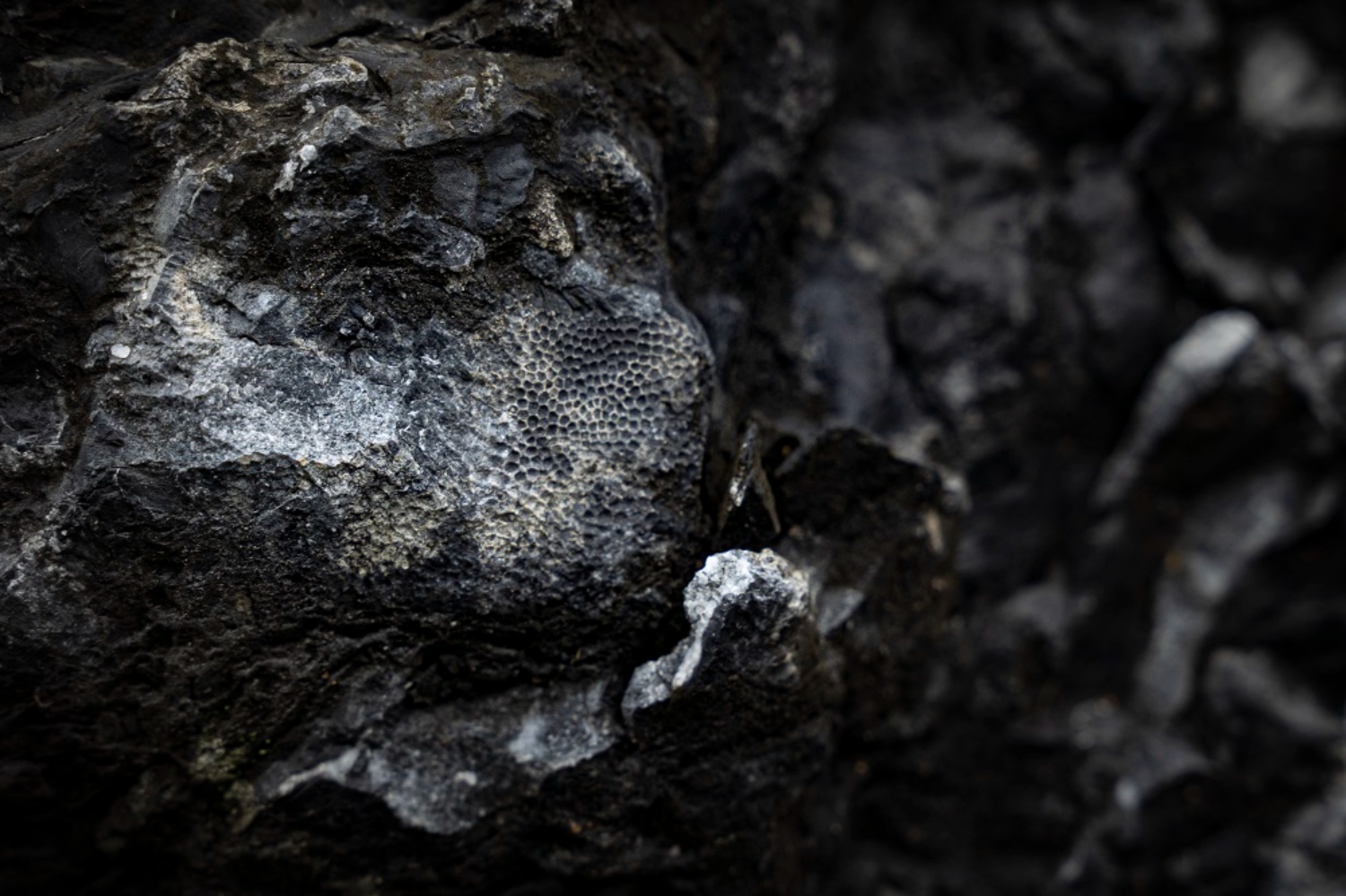 San hô cổ Lang Môn