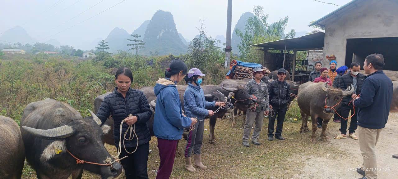 Xã Trùng Khánh bàn giao 41 con trâu sinh sản cho hộ nghèo