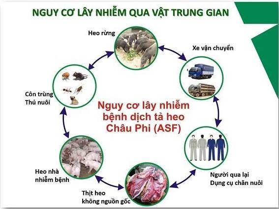 CẢNH BÁO KHẨN: DỊCH TẢ LỢN CHÂU PHI CÓ NGUY CƠ LÂY LAN TẠI TRÙNG KHÁNH 