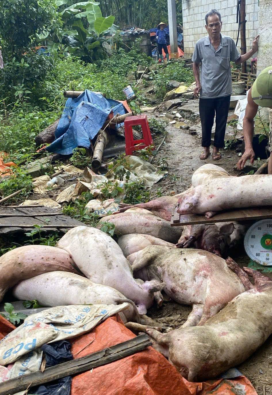 Thông tin về tính chất nguy hiểm của dịch tả lợn Châu Phi và các biện pháp phòng, chống dịch bệnh