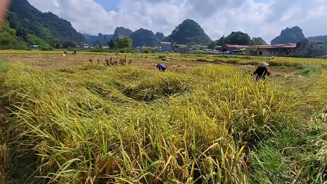 Xã Hạ Lang nỗ lực vượt khó, nâng cao chất lượng cuộc sống cho người dân