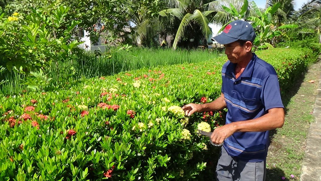 Người dân chăm sóc hàng rào cây xanh