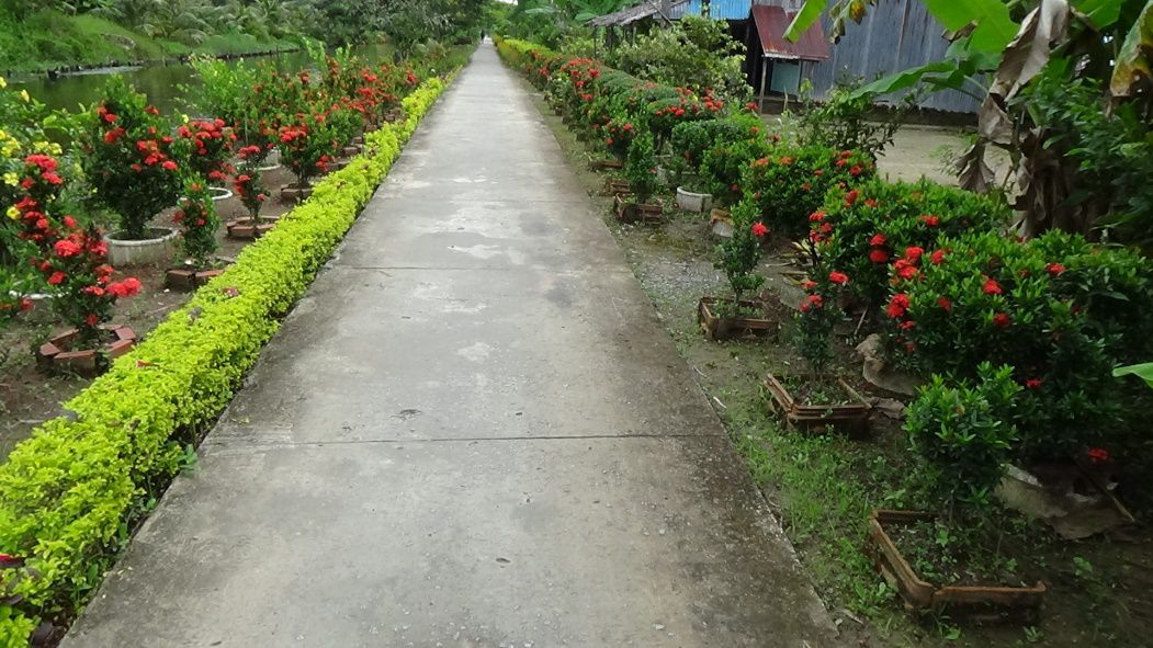 Nhiều tuyến đường nông thôn phủ kín hàng rào cây xanh