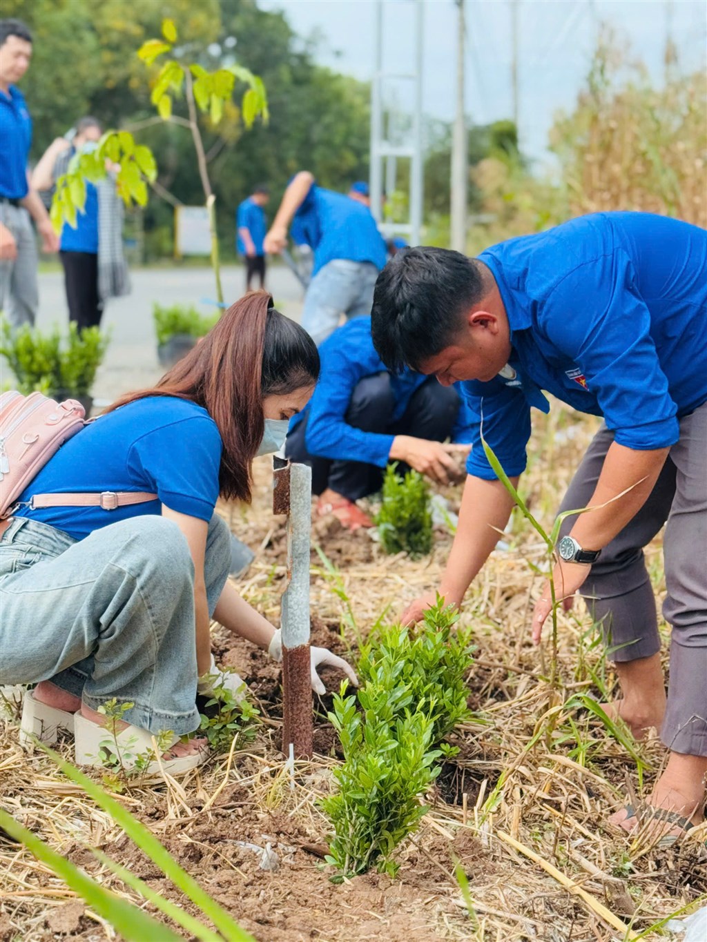 Chi đoàn VQG U Minh Hạ trồng hàng rào cây xanh