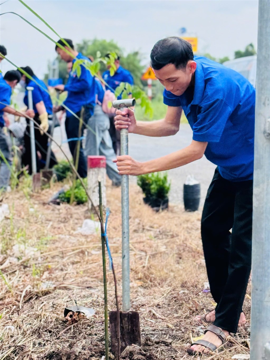 Chi đoàn VQG U Minh Hạ trồng hàng rào cây xanh
