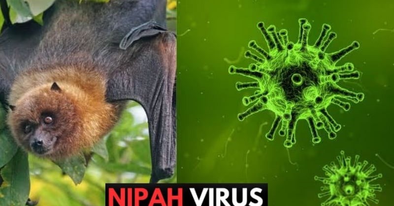 Bộ Y tế hỏa tốc yêu cầu chủ động phòng, chống bệnh do virus Nipah