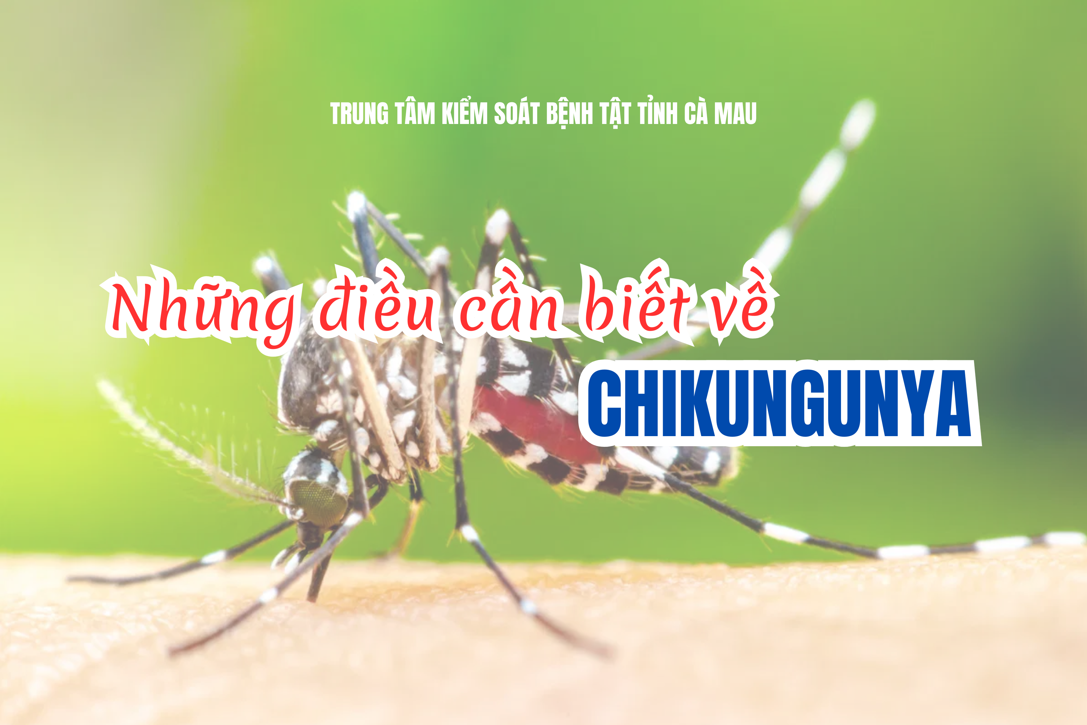 Chủ động phòng, chống bệnh Chikungunya