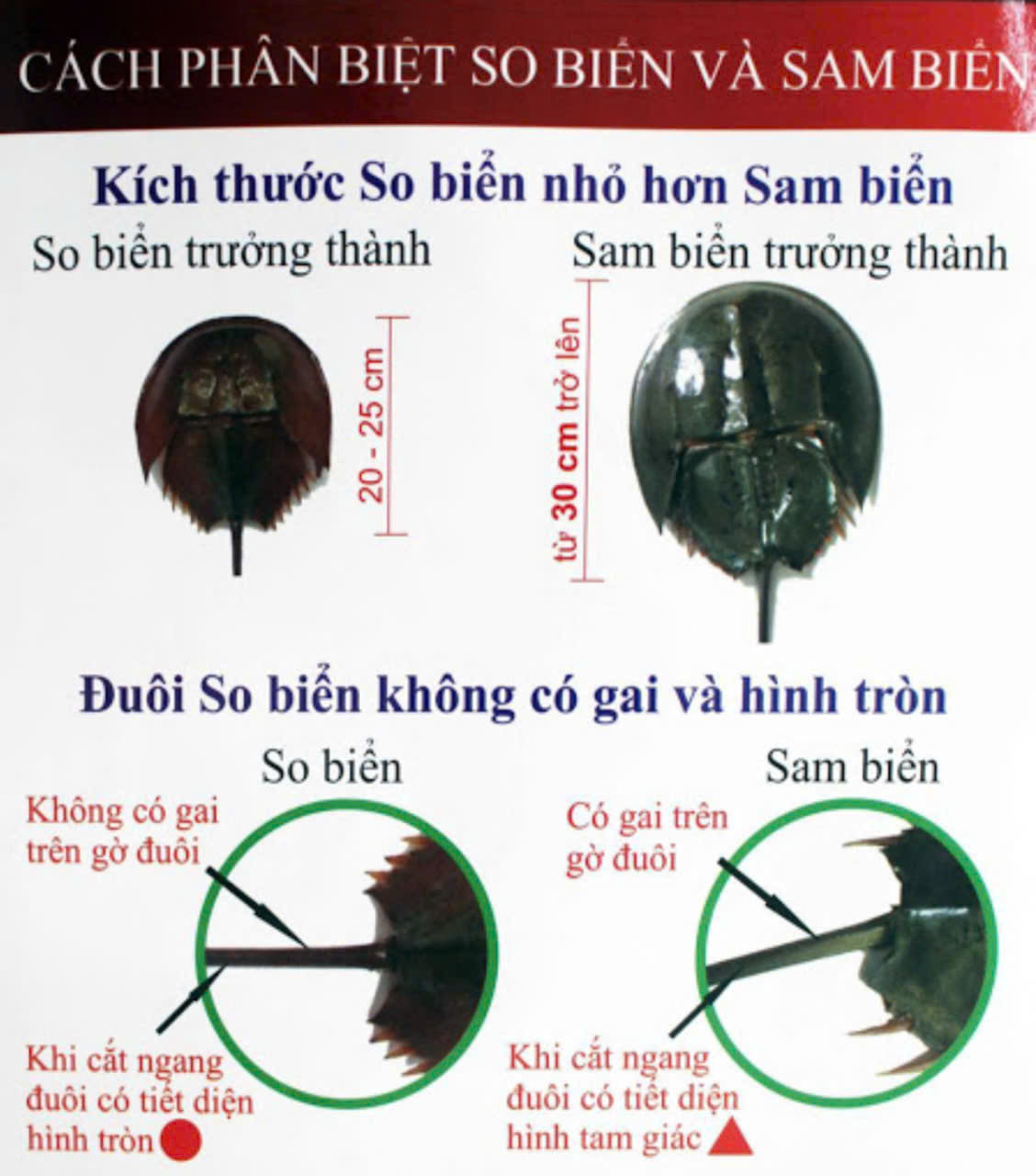 Cà Mau: Ngộ độc do ăn nhầm “so biển”, ngành Y tế cảnh báo