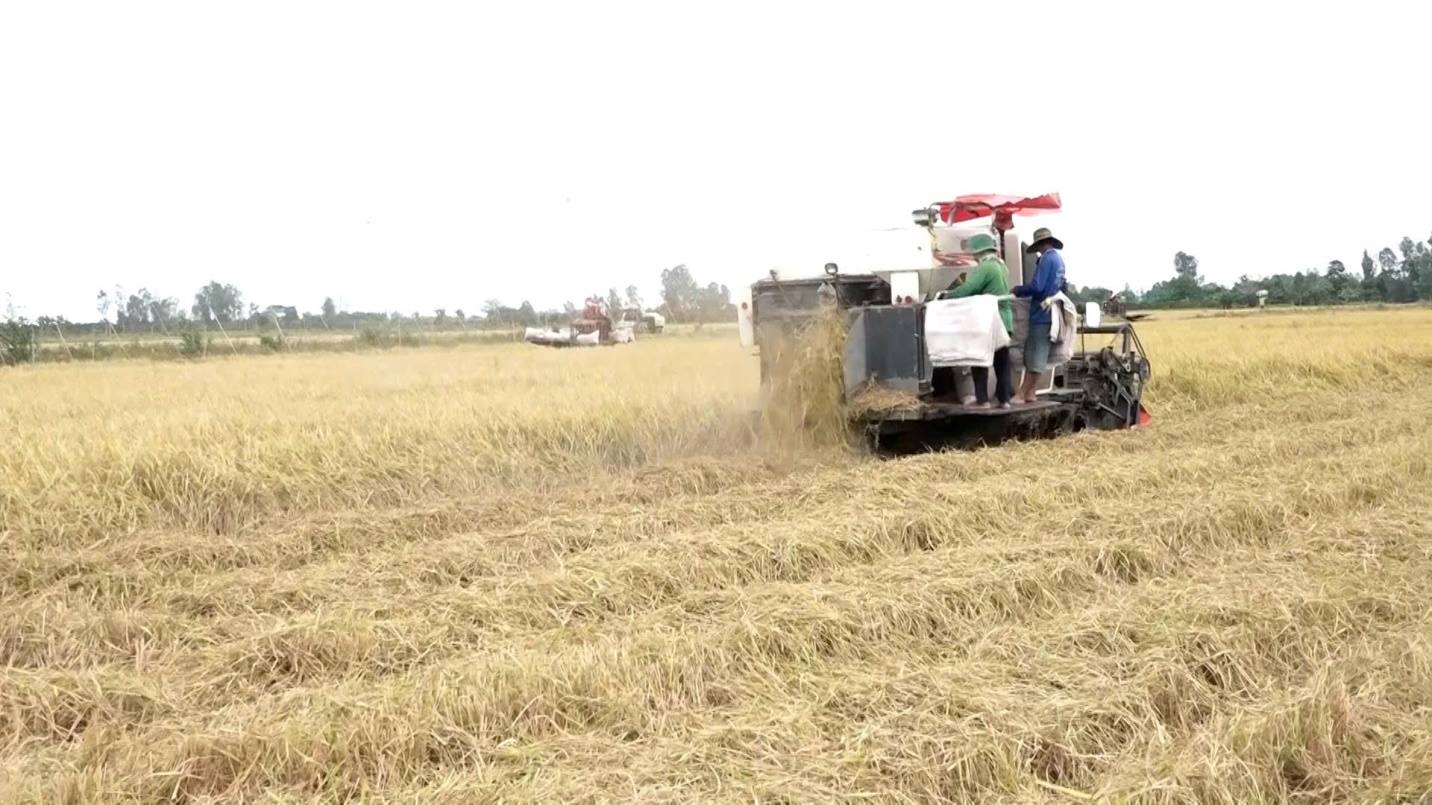 Sản xuất nông nghiệp 6 tháng đầu năm đảm bảo kế hoạch