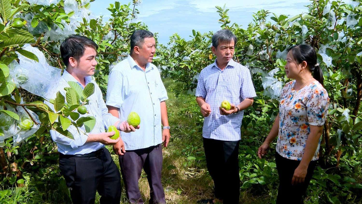 LÃNH ĐẠO XÃ THĂM HTX NÔNG NGHIỆP ỔI RUỘT HỒNG THỚI TÂN