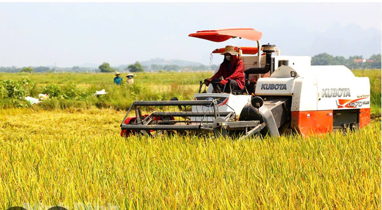 Mỹ Quới đẩy nhanh tiến độ thu hoạch lúa Đông Xuân 2025 – 2026