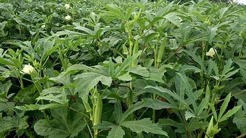 TỔ PHỤ NỮ ẤP TÂN HƯNG, PHƯỜNG KHÁNH HÒA: HIỆU QUẢ TỪ MÔ HÌNH TRỒNG ĐẬU BẮP NHẬT