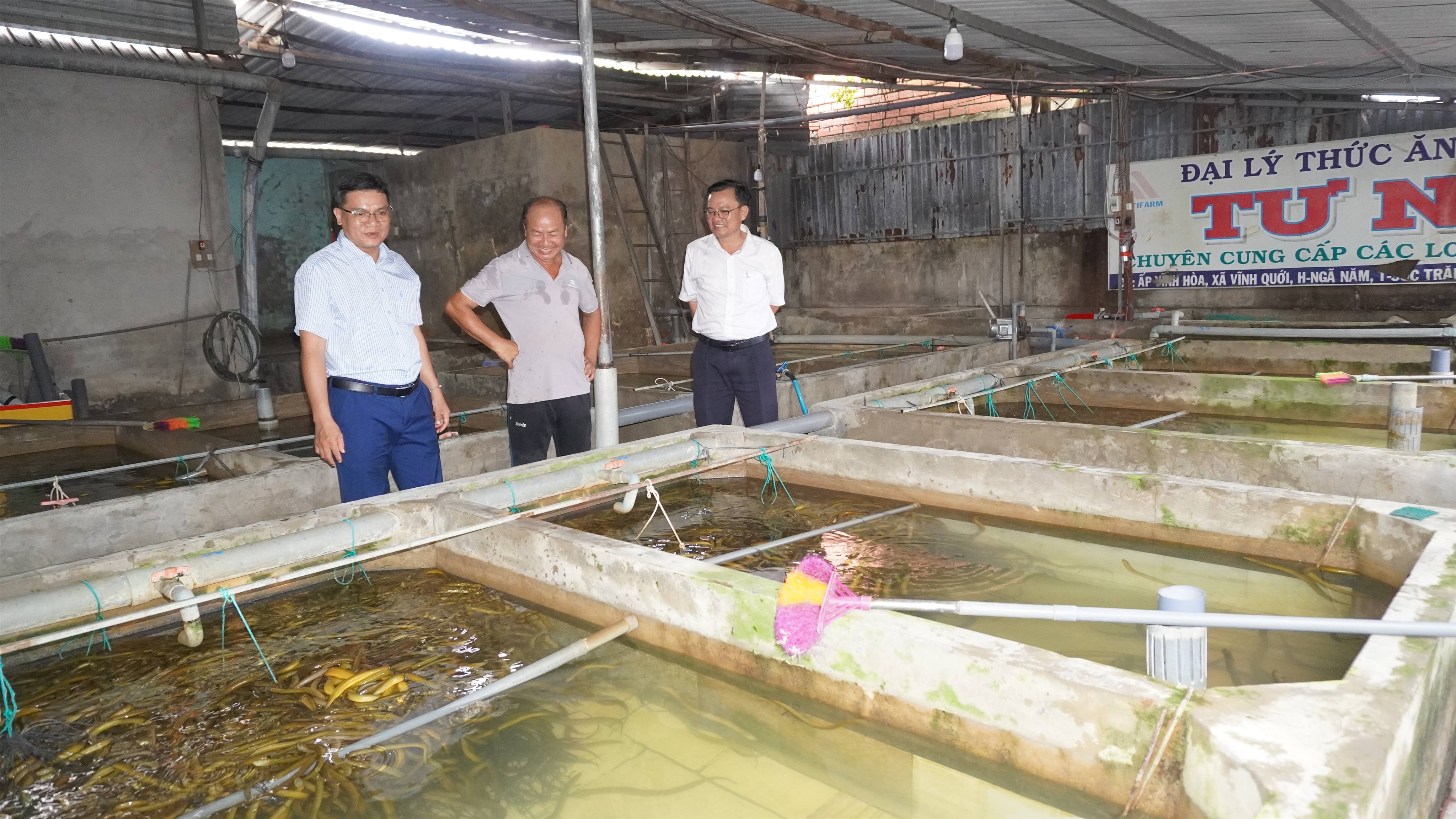 Đoàn công tác UBND phường Ngã năm khảo sát, tham quan một số mô hình nuôi lươn thương phẩm và mô hình trồng mãng cầu gai tại khu vực Vĩnh Hòa
