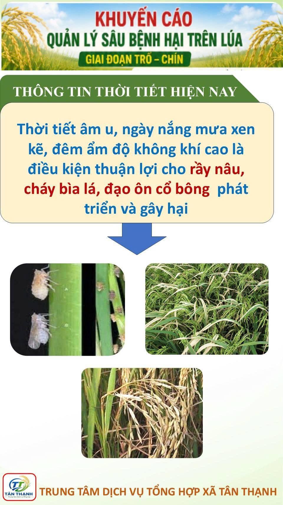 KHUYẾN CÁO QUẢN LÝ SÂU BÊNH TRÊN LÚA GIAI ĐOẠN TRỔ - CHÍN