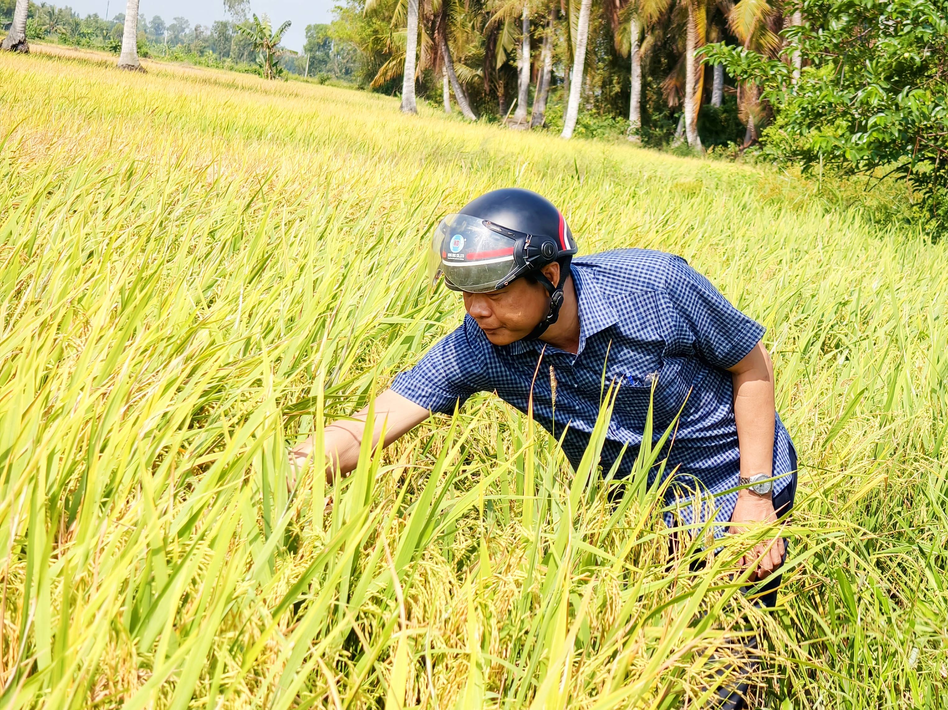 Lãnh đạo UBND xã Mỹ Phước thăm đồng, kiểm tra tình hình sản xuất vụ Đông Xuân ấp Phước Trường A 