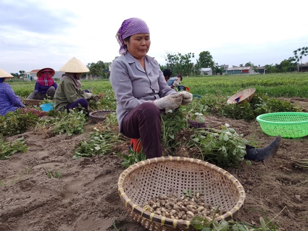 Công tác chỉ đạo sản xuất vụ chiêm xuân, chuẩn bị triển khai vụ hè thu cho bà con nhân dân trên địa bàn xã Quảng Hải