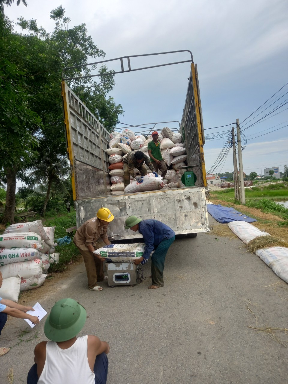 Một số hình ảnh hội viên nhập lúa Quốc tế 1 cho công ty đấu mối sản xuất vùng lúa liên kết vụ chiêm xuân năm 2024 tại xã Nga Thắng