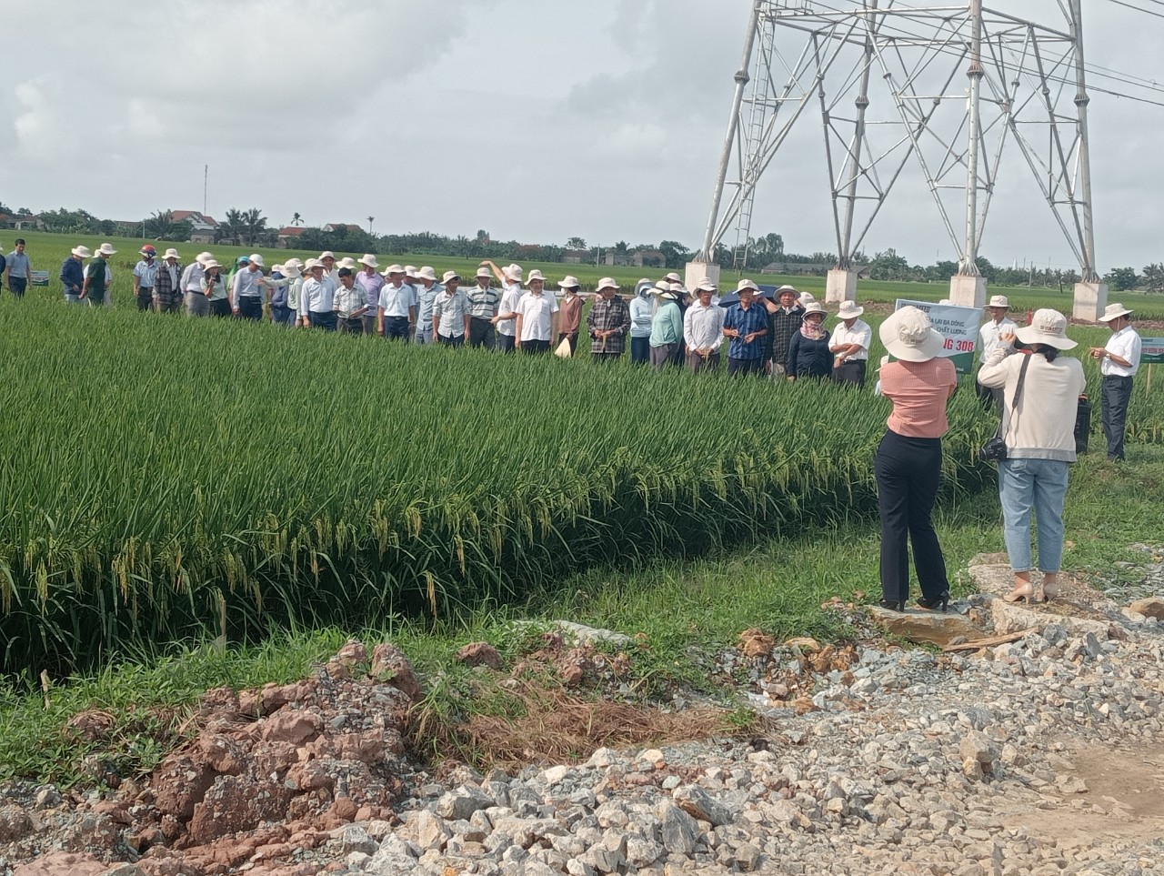 Ảnh đánh giá năng xuất lúa mô hình.jpg