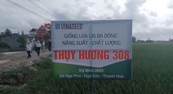 Ảnh cánh đồng lúa mô hình.jpg