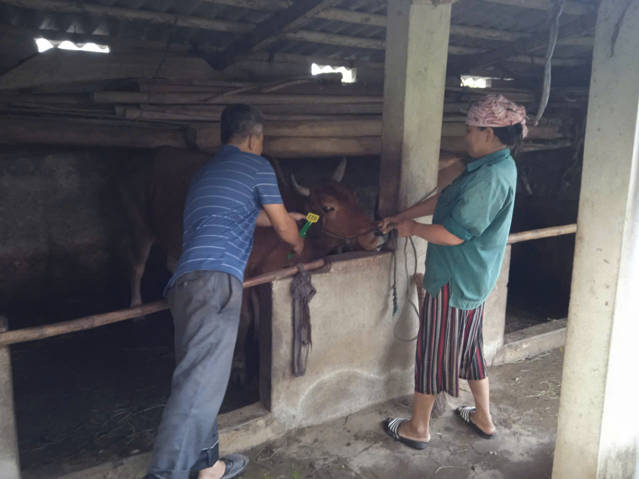 Kế hoạch triển khai thực hiện dự án hỗ trợ phát triển sản xuất trong lĩnh vực nông nghiệp thuộc dự án 3 - tiểu dự án 1 chương trình MTQG giảm nghèo bền vững năm 2024 trên địa bàn xã Nga Phượng