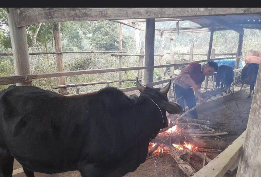 THÔNG BÁO V/v tăng cường thực hiện các biện pháp phòng chống đói, rét cho vật nuôi