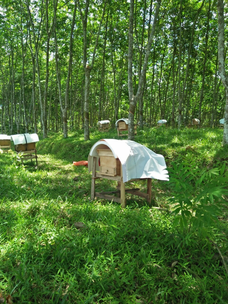 HIỆU QUẢ ÁP DỤNG KỸ THUẬT NUÔI ONG NỘI TẠI XÃ BÌNH LƯƠNG HUYỆN NHƯ XUÂN, TỈNH THANH HÓA