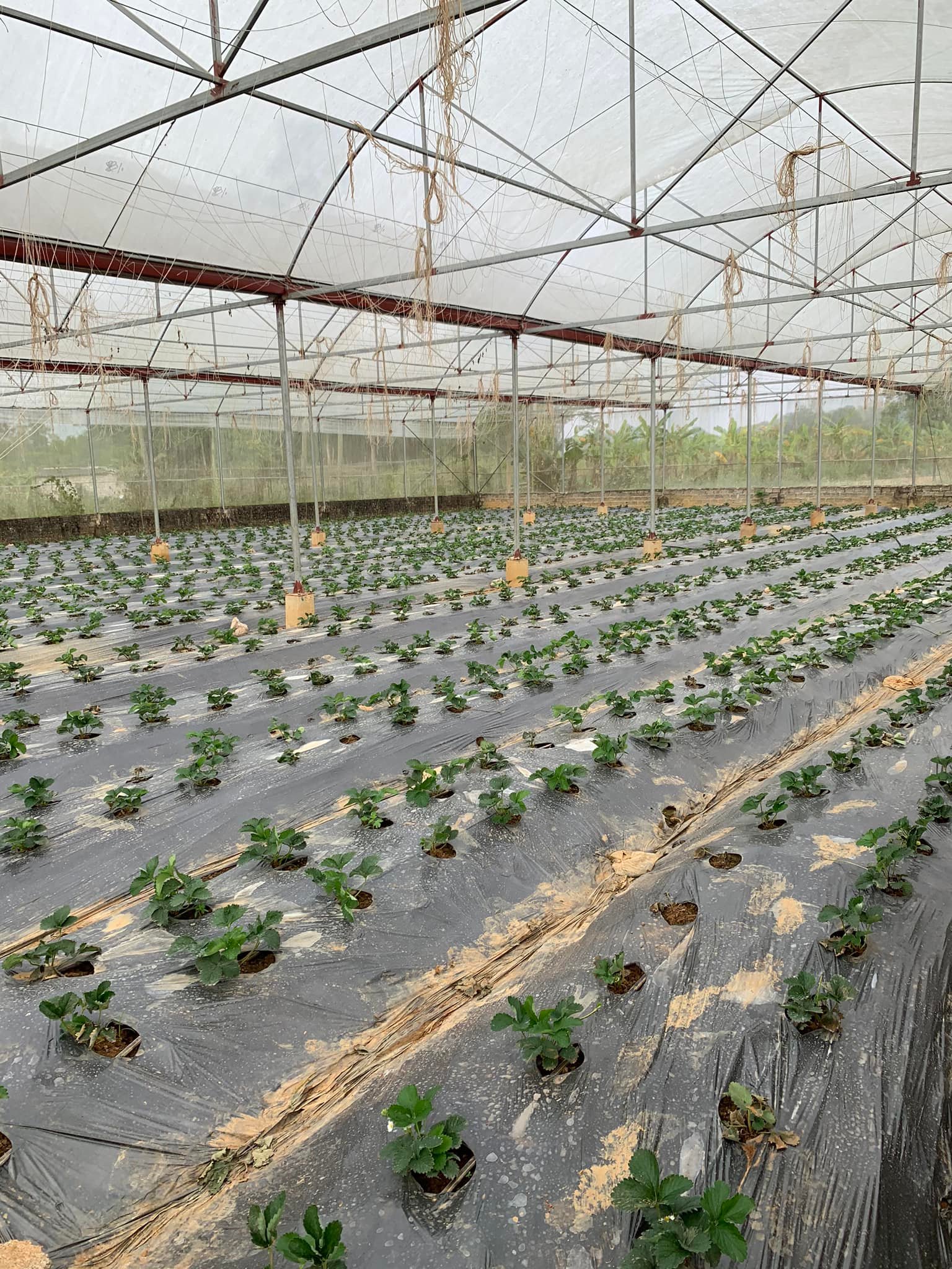 nha luoi cau mu 3.jpg
