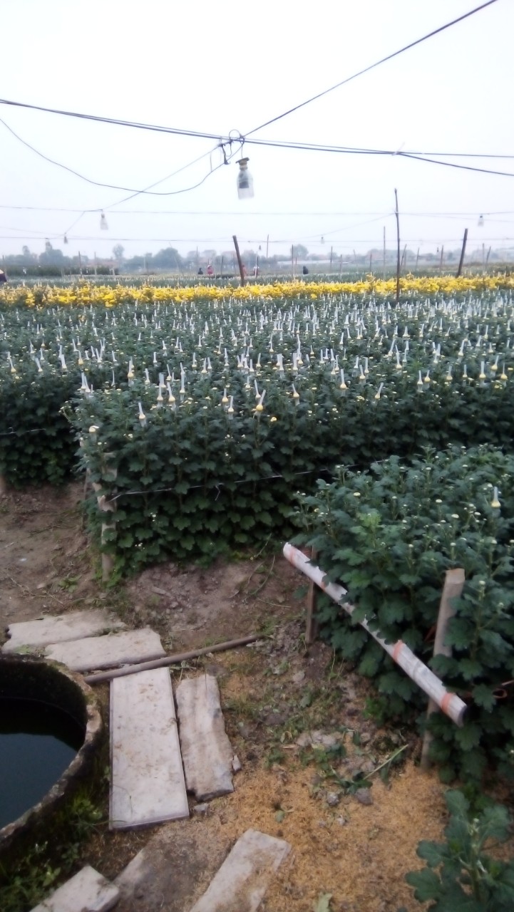 Hội Nông dân xã Mỹ Lộc phát động phong trào ra quân vệ sinh đồng ruộng trên địa bàn thị xã năm 2022