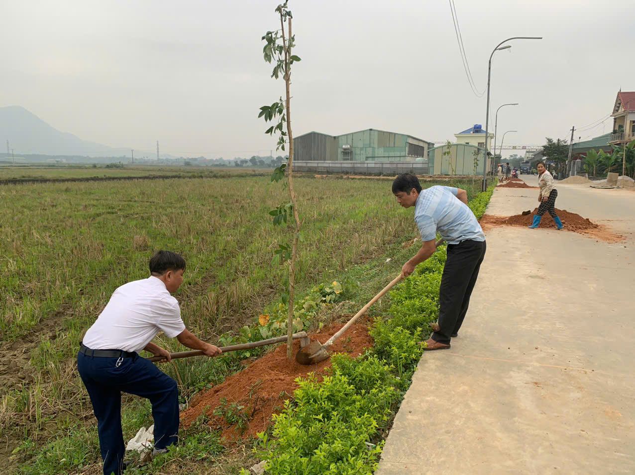 Xã Thái Hòa tổ chức cho 4 thôn trồng cây Bằng lăng trên các tuyến đường mẫu