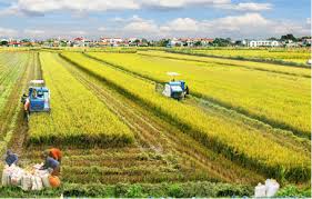 THÀNH TỰU TIỀM NĂNG XÃ HỢP THÀNH