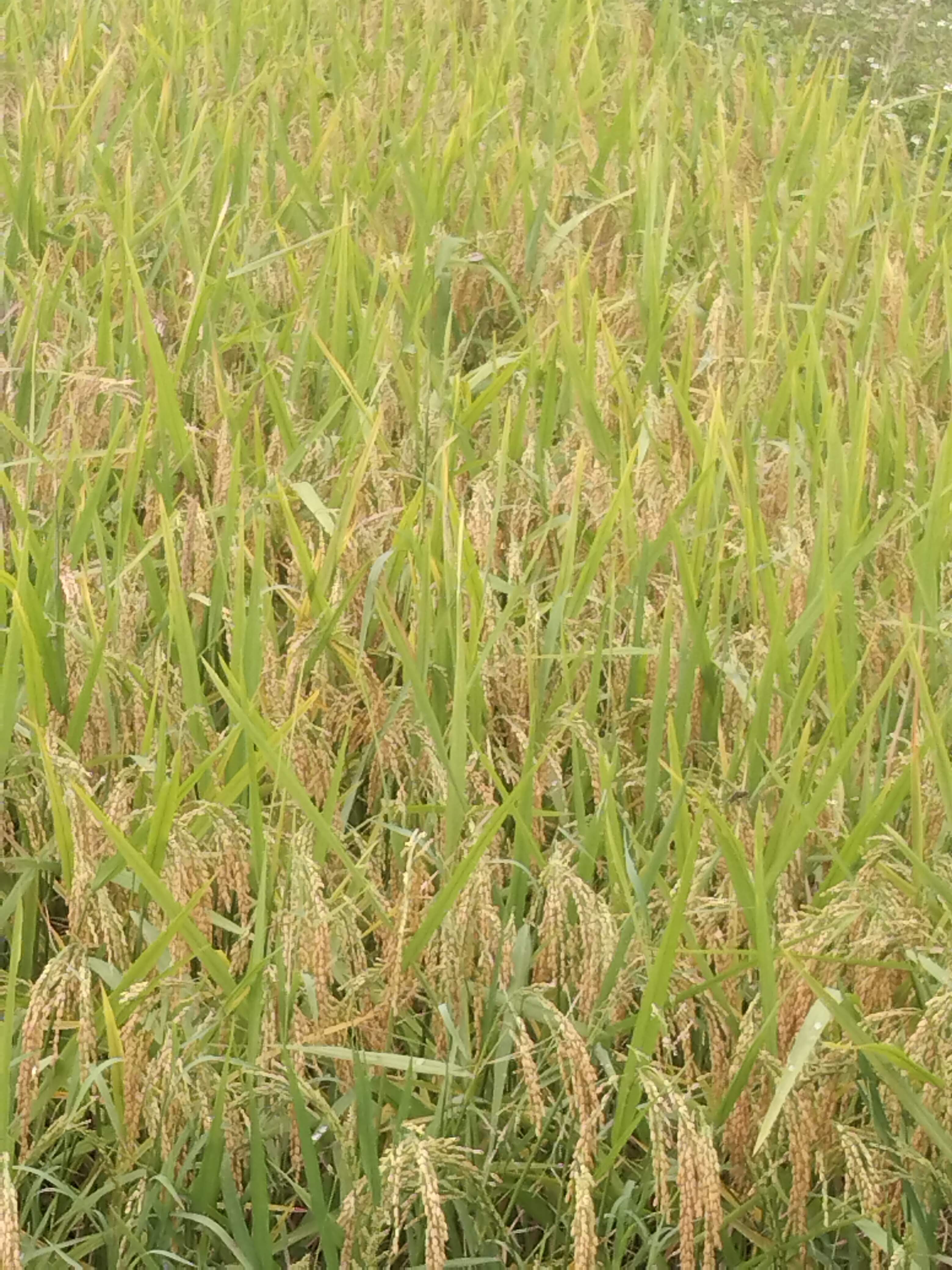 thăm đồng 2.jpg
