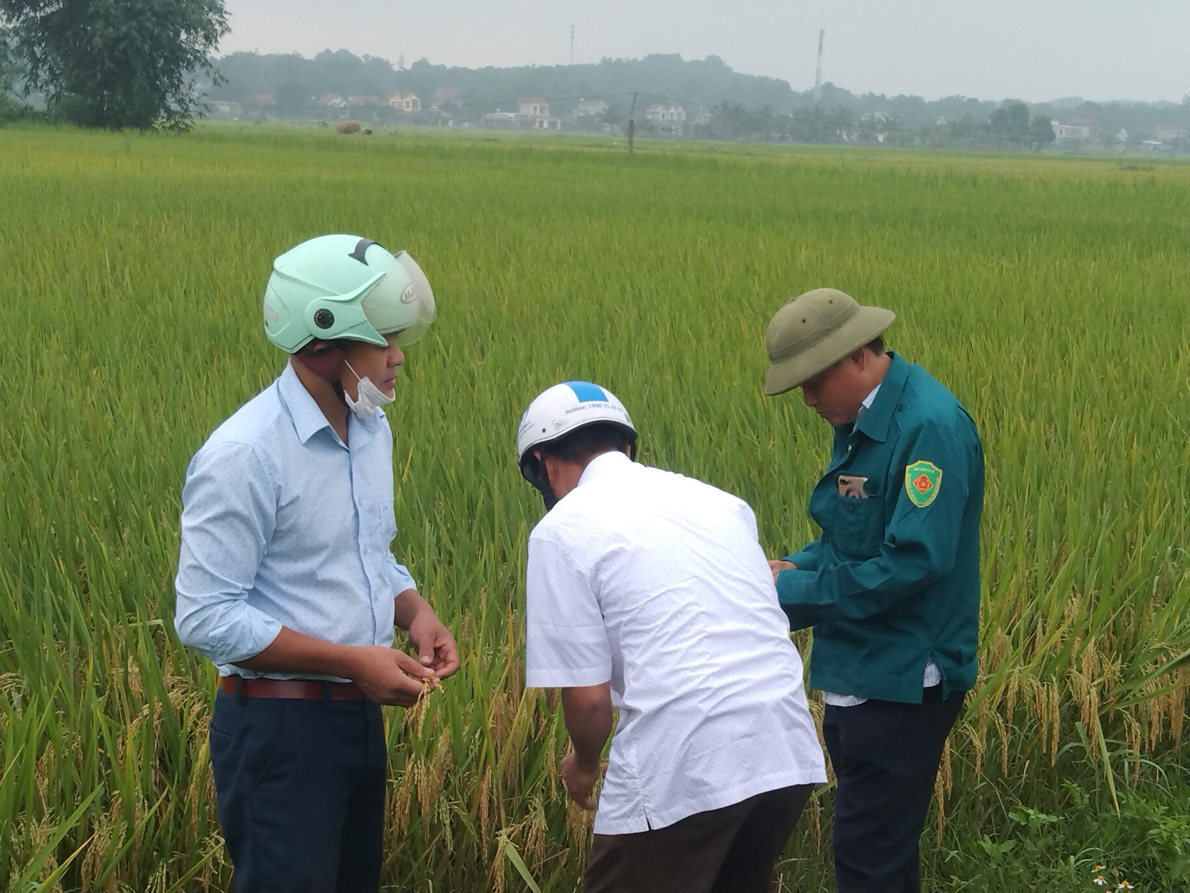 thăm đồng 5.jpg