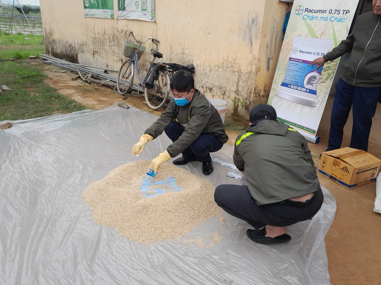 Tập trung phòng, chống diệt chuột bảo vệ cây trồng vụ Chiêm Xuân 2024