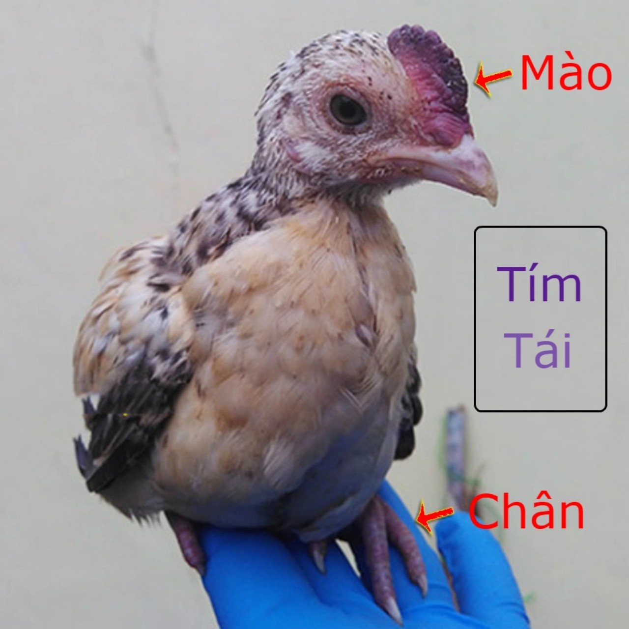 Tăng cường thực hiện các biện pháp phòng, chống bệnh cúm gia cầm