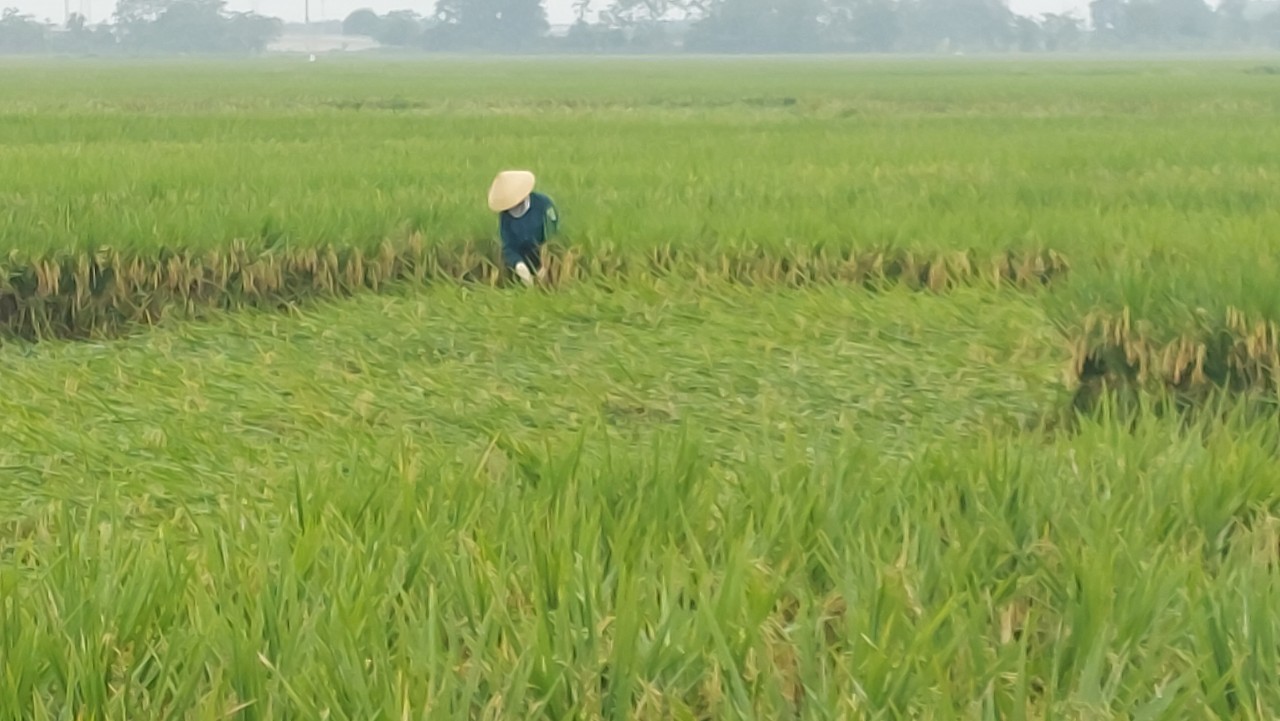 Khẩn trương khắc phục diện tích lúa xuân bị thiệt hại do mưa dông