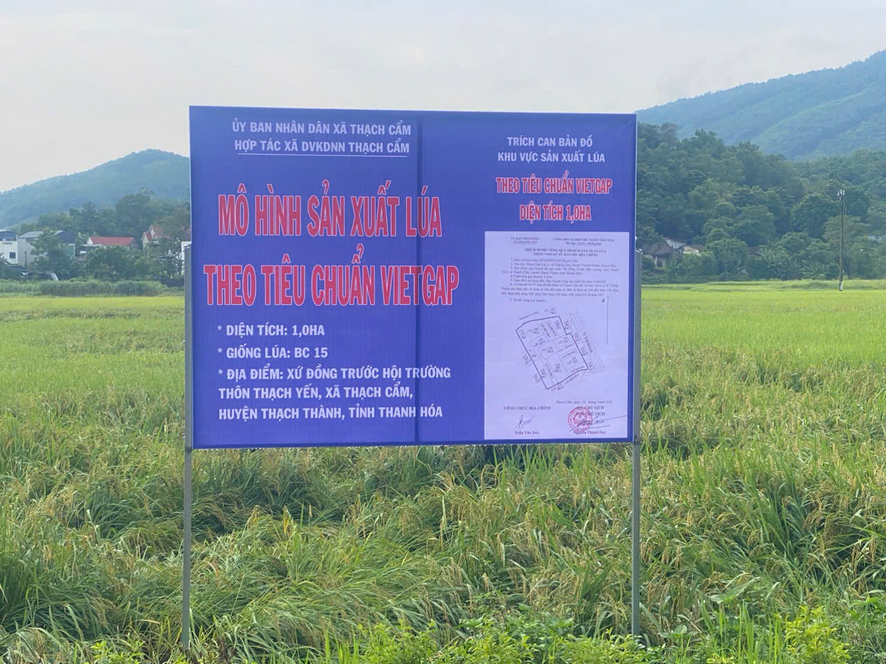 Mô hình sản xuất lúa theo tiêu chuẩn VietGap