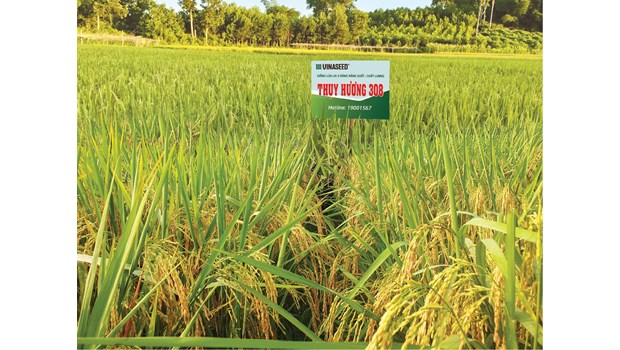 Giống lúa lai chất lượng Thụy Hương 308 - Vinaseed