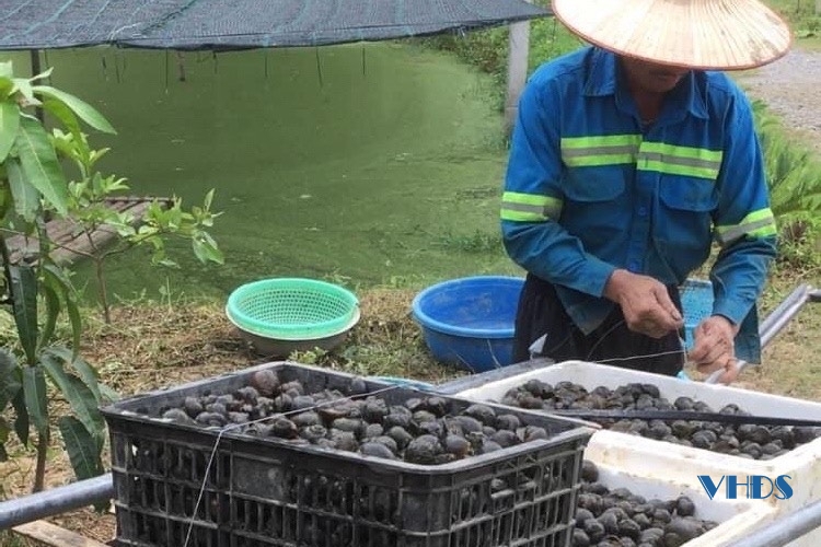 ốc nhồi 33.jpg