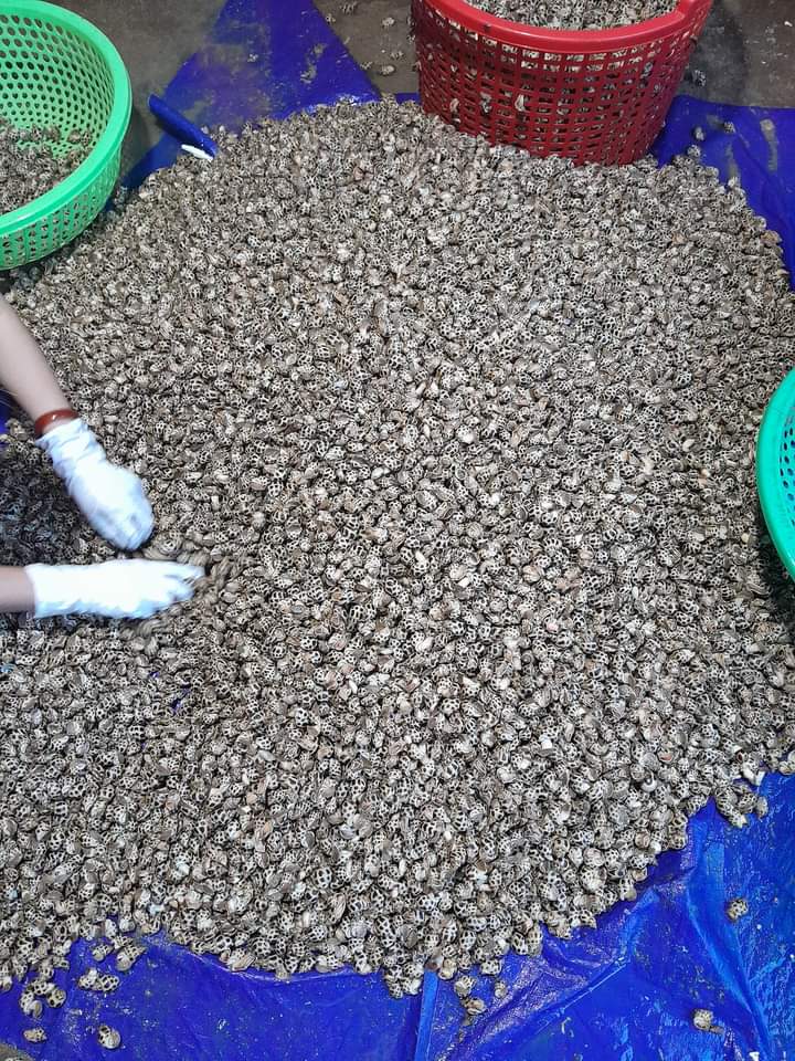 hình ảnh ốc hương.jpg