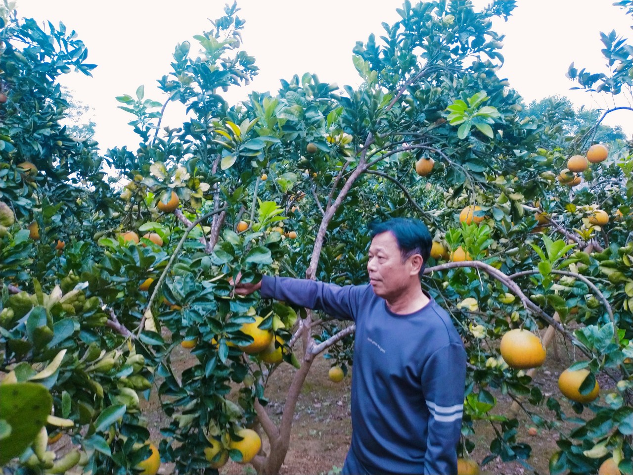 chuyển đổi cơ cấu cây trồng.jpg