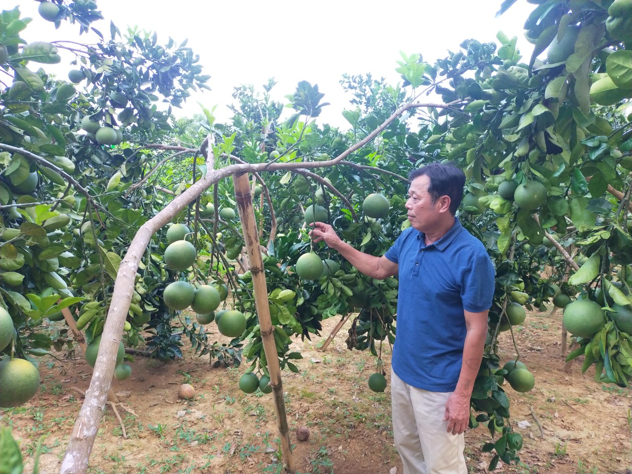 Xã Minh Tiến tích cực chuyển đổi cơ cấu cây trồng, nâng cao hiệu quả kinh tế.