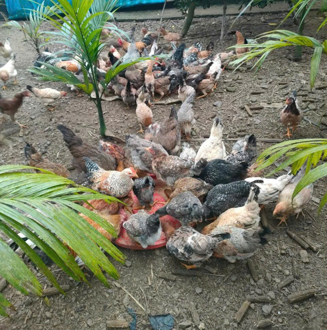 mô hình Gà Thày