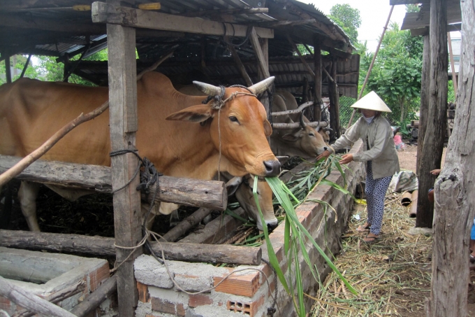 C:\Users\User\Pictures\nghe-an-phat-trien-chan-nuoi-trau-bo-mien-nui-1042_20200218_228-110923-1.jpg