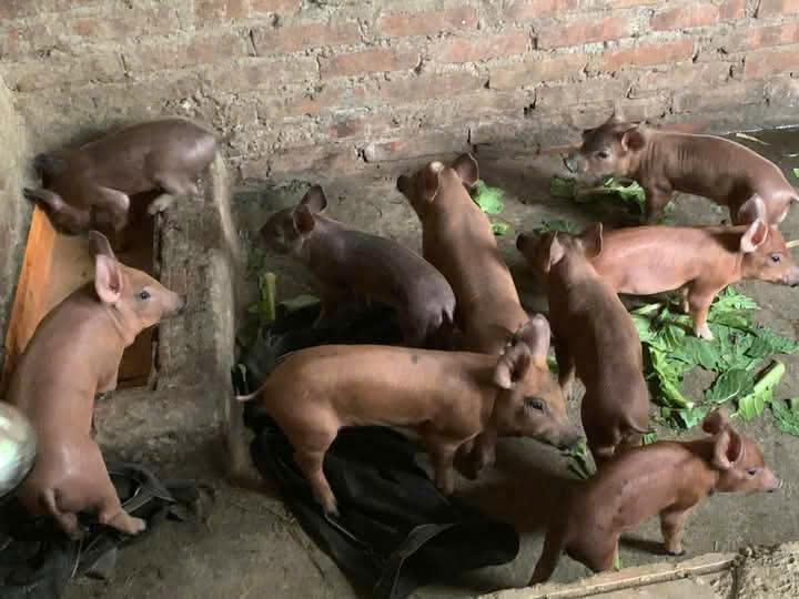 Phát huy hiệu quả nguồn vốn vay giải quyết việc làm để người dân phát triển kinh tế tại xã Trung Hạ