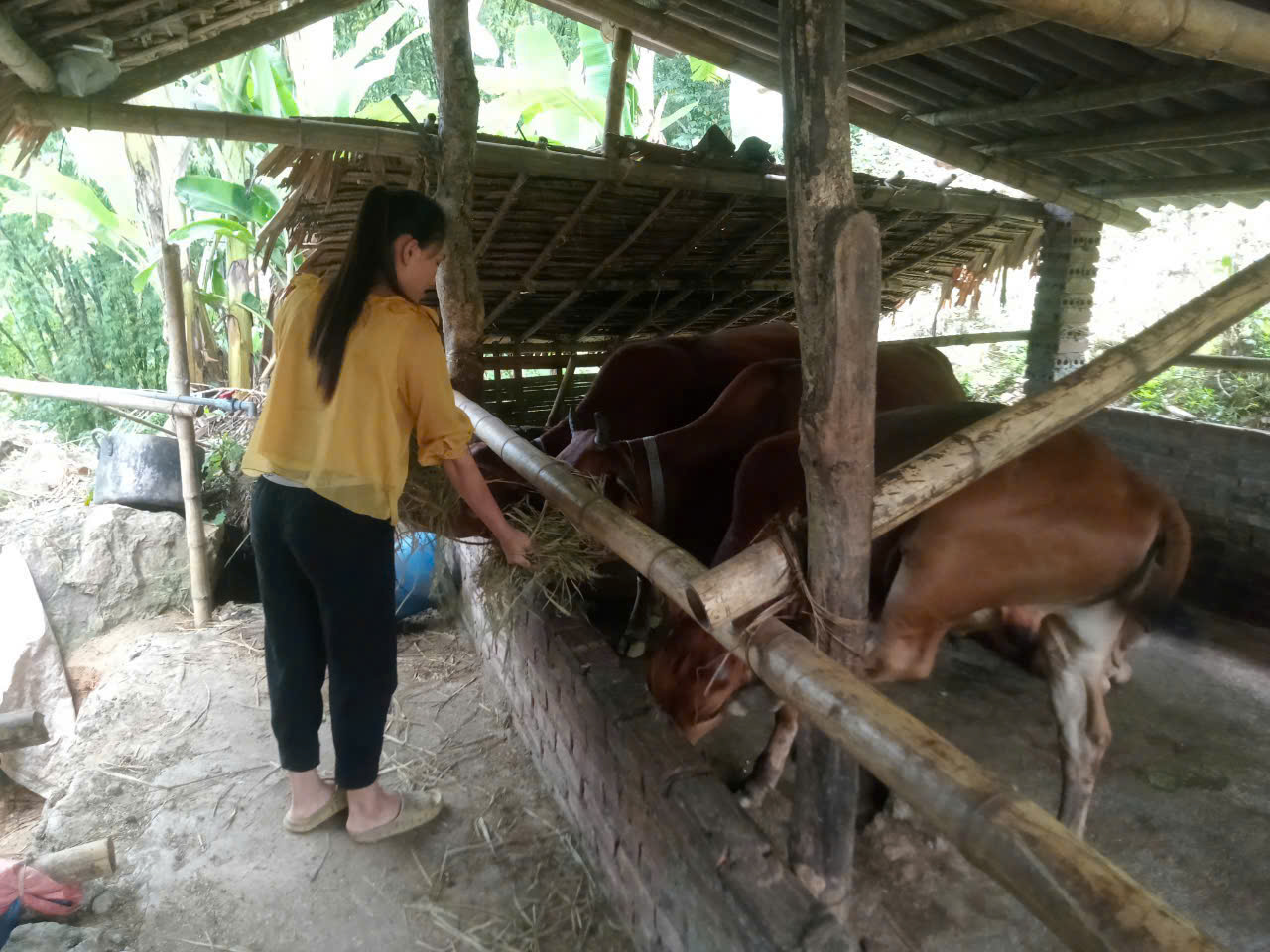 TIẾP CẬN NGUỒN VỐN PHÁT TRIỂN KINH TẾ TỪ NGÂN HÀNG CSXH HUYỆN QUAN SƠN – CHĂN NUÔI GIA SÚC GIA CẦM TỪ HỘI CCB XÃ SƠN ĐIỆN
