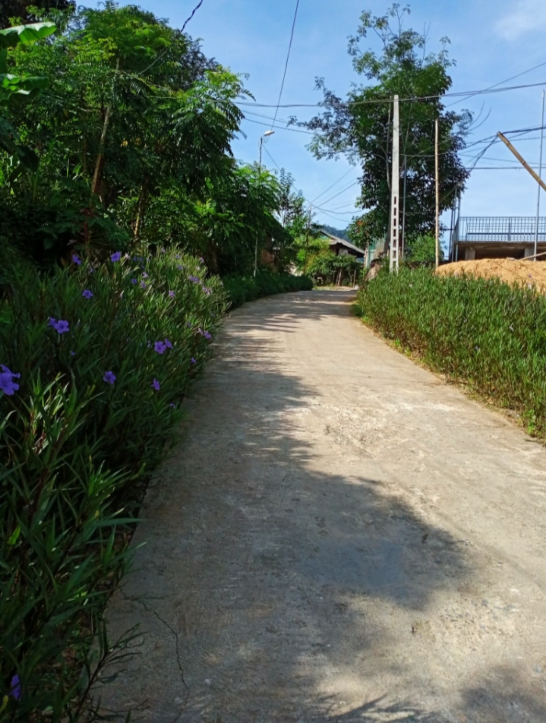 hoa dep 1.jpg