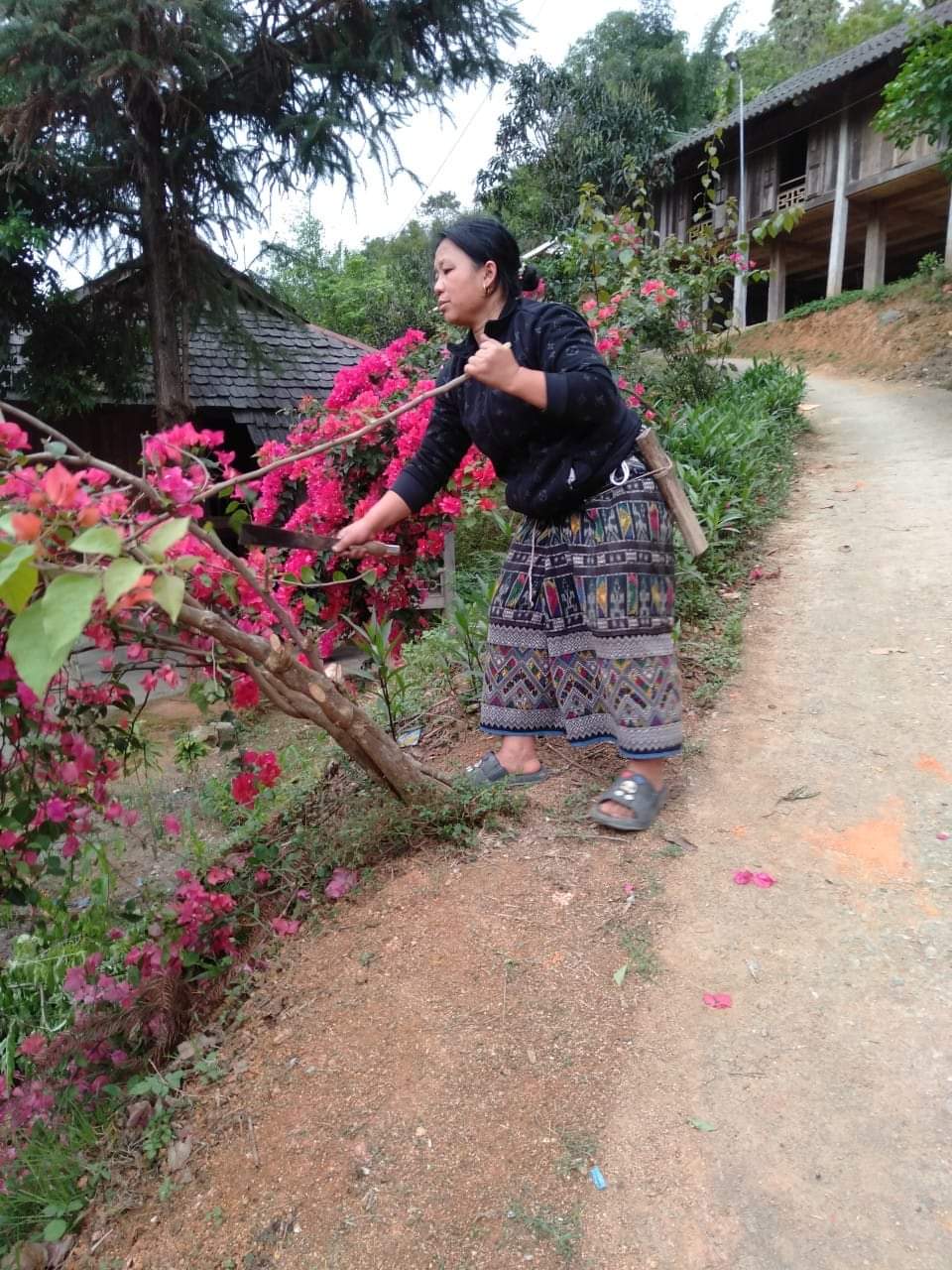 cắt hoa.jpg